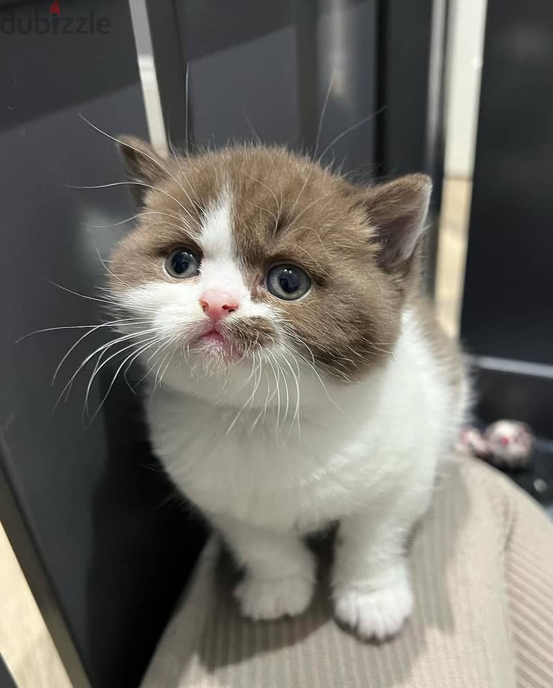 British shorthairs// Whatsapp +97455937699 0