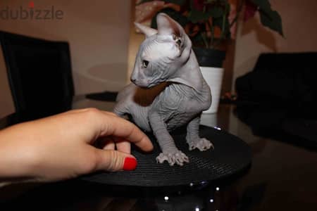 Sphynx Kittens Available Now