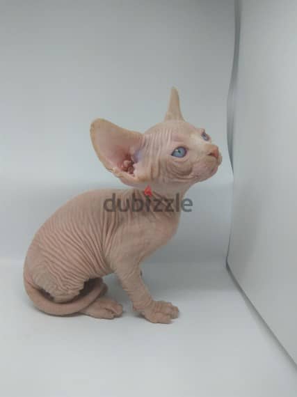 Sphynx Kittens Available Now 1