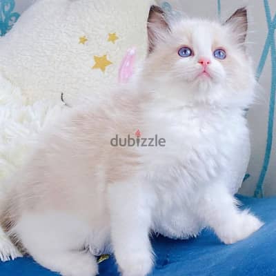 vaccinated Ragdoll kittens