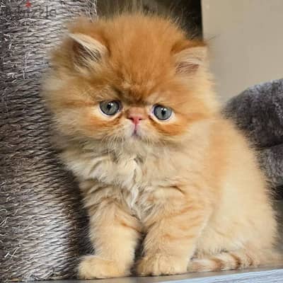 CUTE PERSIAN KITTENS FOR ADOPTION