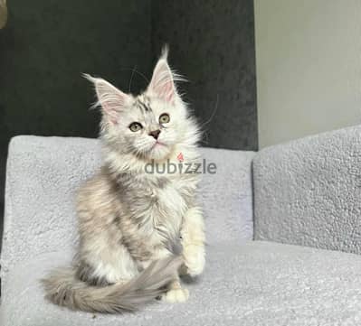 MAINECOON KITTENS AVAILABLE