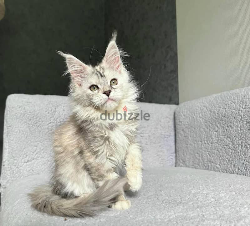 MAINECOON KITTENS AVAILABLE 0