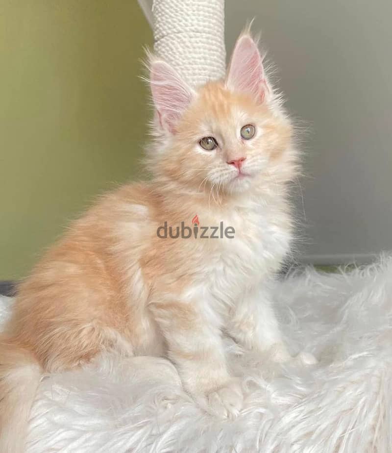 MAINECOON KITTENS AVAILABLE 1