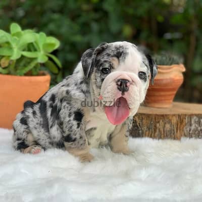 English Bulldog Puppies