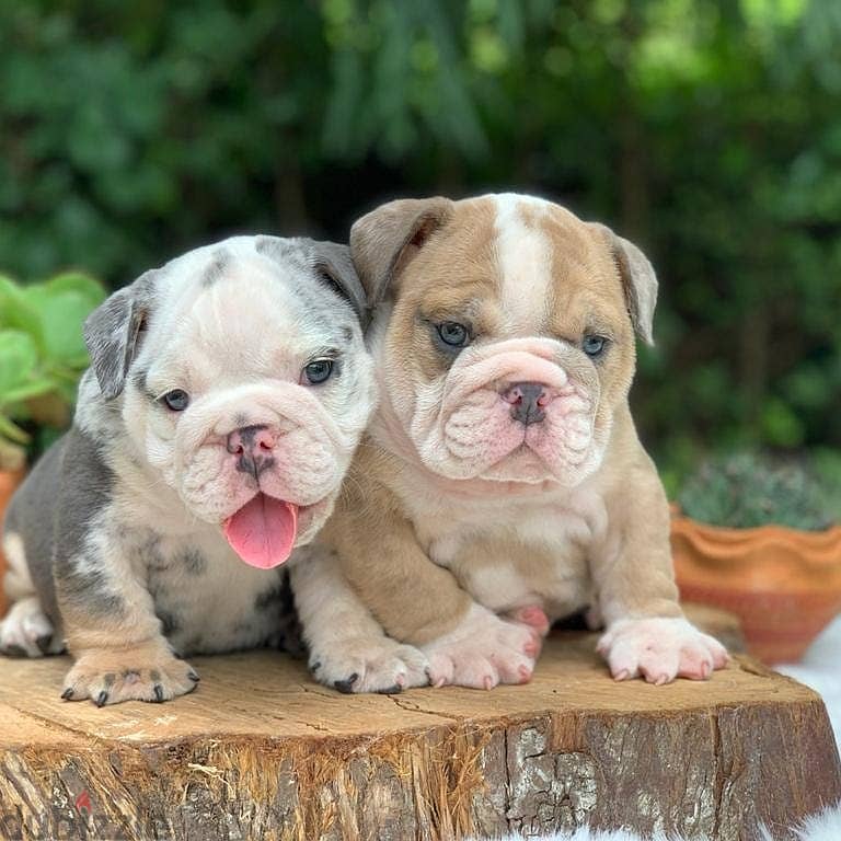 English Bulldog Puppies 1