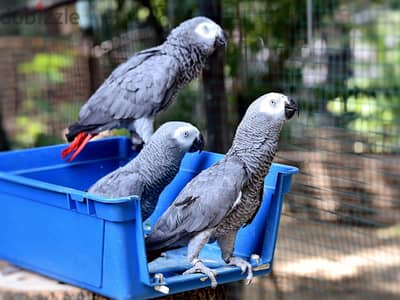 Whatsapp Me +972553390216. African Grey Parrots