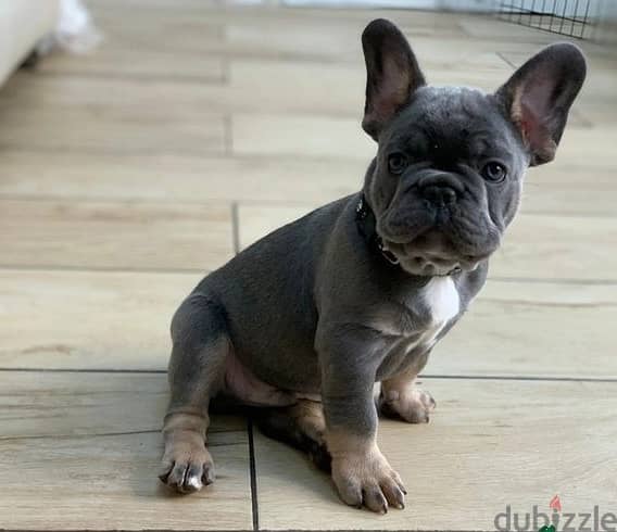 Whatsapp Me +972555074990 French Bulldog Puppies 1