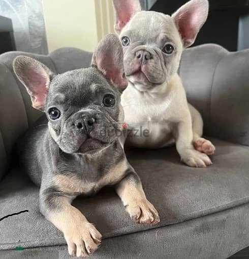 Whatsapp Me +972555074990 French Bulldog Puppies 0