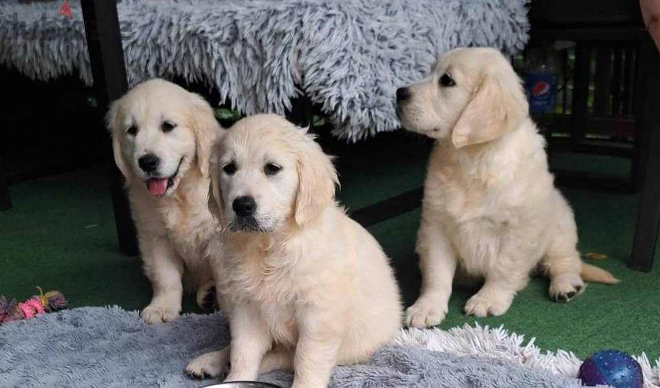 Golden Retriever puppies 0