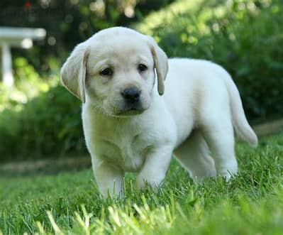 Labrador Retriever Puppies Whatsapp me +972553390216