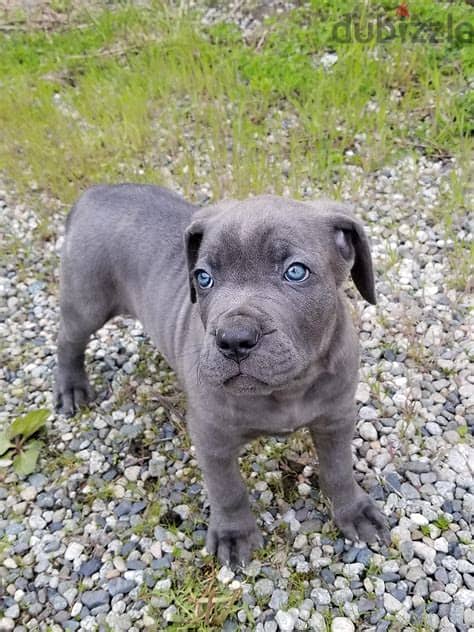 WhatsApp Me +972555077288// Cane Corso Puppies 1