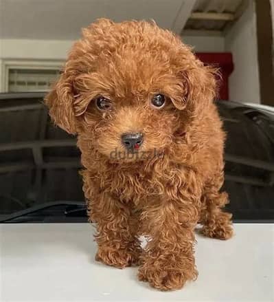 Whatsapp me +972553390216. Toy Poodle Puppies