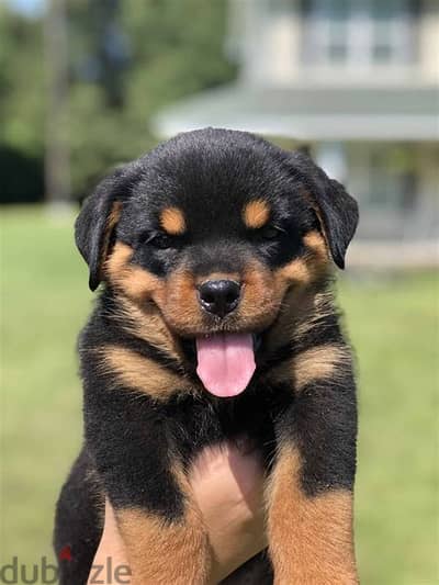 Whatsapp me +972553390216. Rottweiler Puppies