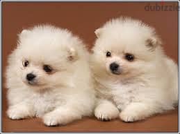 Whatsapp me +96878738119 Pomeranian puppies for sale 0