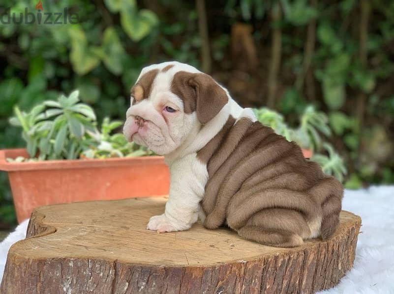 English Bulldog Puppies 0