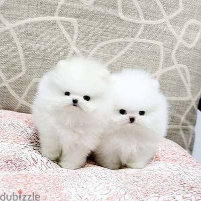 Pome_ranian Puppies