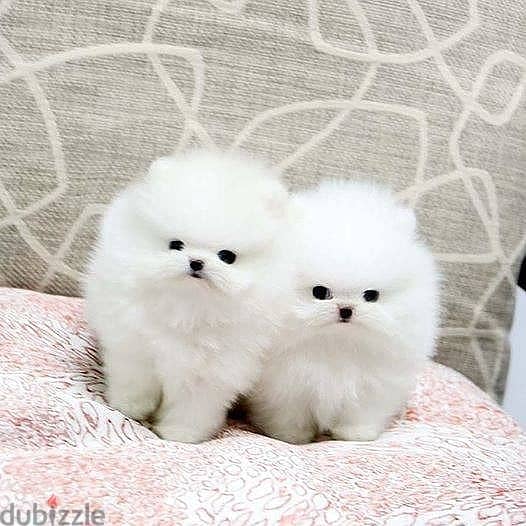 Pome_ranian Puppies 0