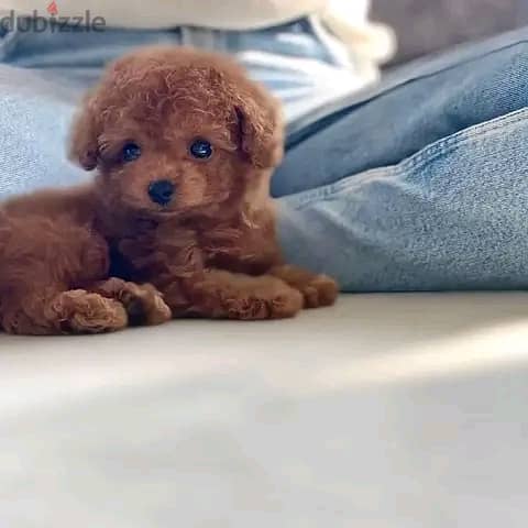 Poodle Puppies 0