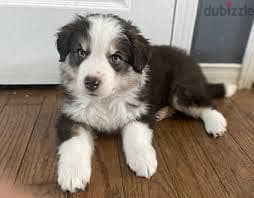 Whatsapp me +96878738119 Australian Shepherd for sale 0