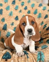 whatsapp +96878738119 Basset Hound for sale 0