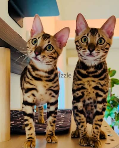 Bengal kitten// Whatsapp +97455937699