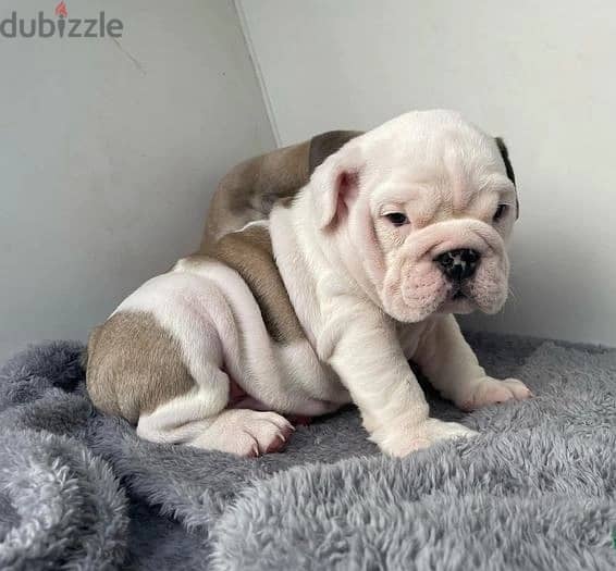 Whatsapp Me +966583921348 English Bulldog Puppies 0