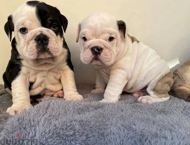 Whatsapp Me +966583921348 English Bulldog Puppies 1