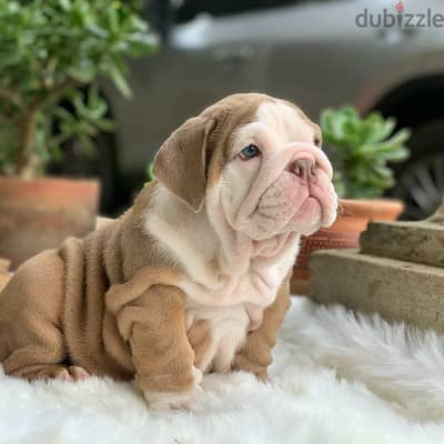 English Bulldog Puppies