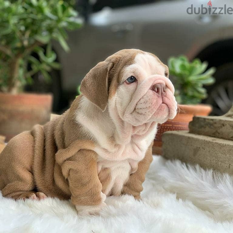 English Bulldog Puppies 0