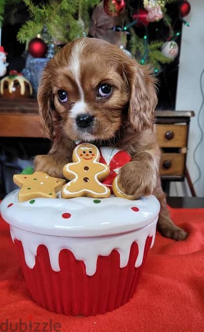 Cavalier King Charles Spaniel puppies