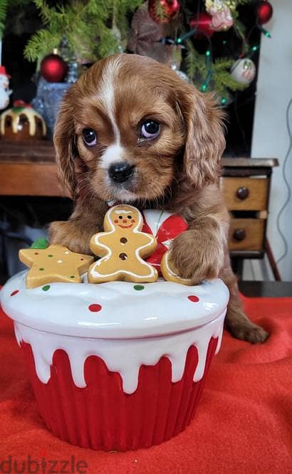 Cavalier King Charles Spaniel puppies 0