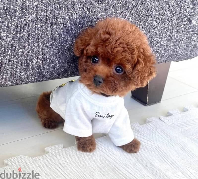 Mini toy Poodle puppies 0