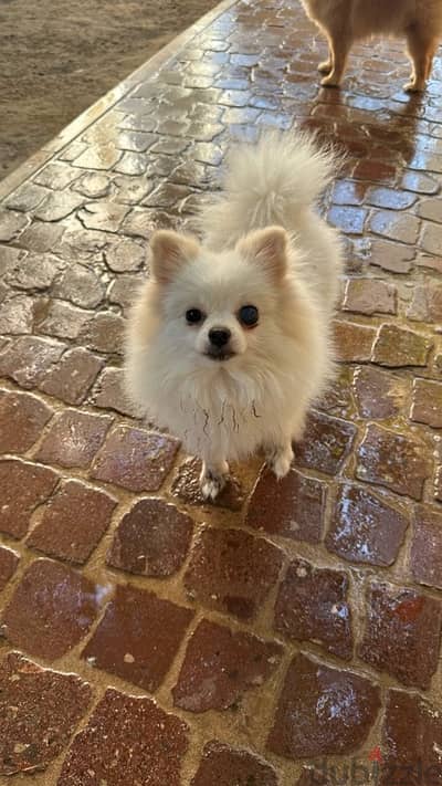 1 pomapoo and 1 pomeranian all male for sale