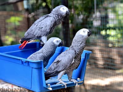 WhatsApp Me +972555077288// African Grey Parrots