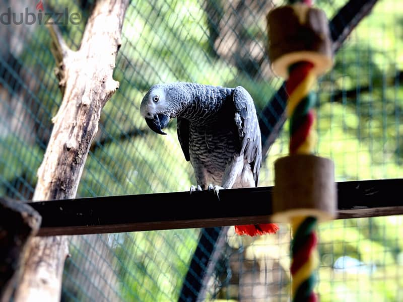 African Grey Parrots available. Whatsapp me +972553390216. 1