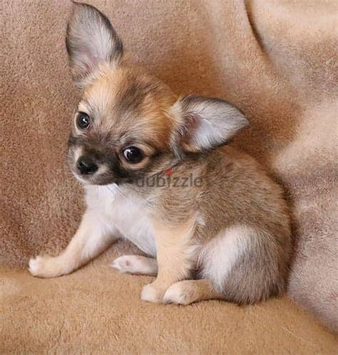 WhatsApp Me +972555077288// Chihuahua Puppies 0