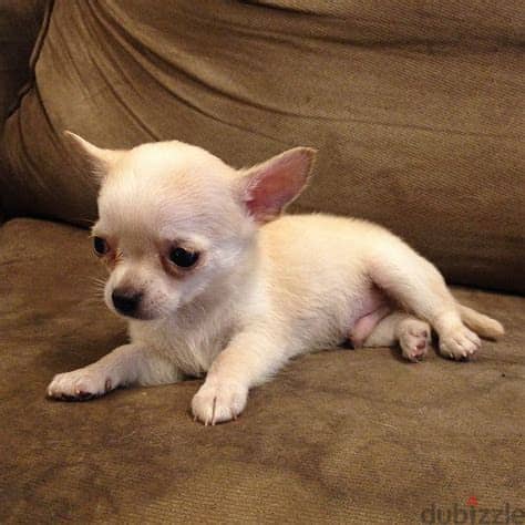 WhatsApp Me +972555077288// Chihuahua Puppies 1