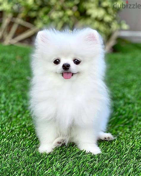 Whatsapp me +972553390216. Pomeranian Puppies 1