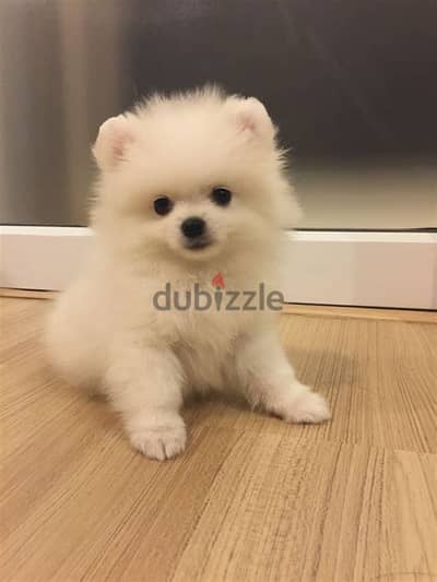 Whatsapp me +972553390216. Pomeranian Puppies