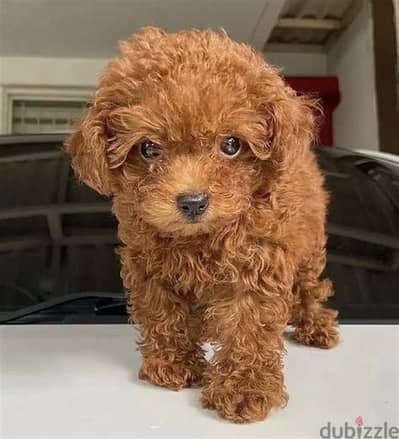 Toy Poodle Puppies Whatsapp me +972553390216