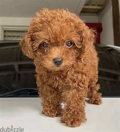 Whatsapp me +972553390216. Toy Poodle Puppies