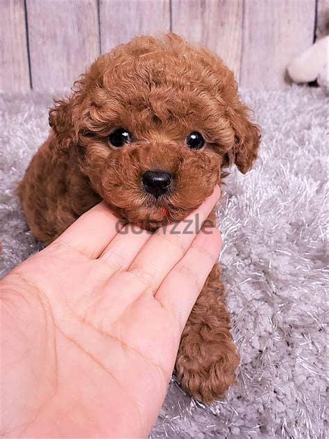 Whatsapp me +972553390216. Toy Poodle Puppies 1