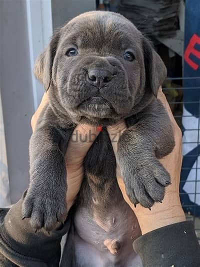 WhatsApp Me +972555077288// Cane Corso Puppies