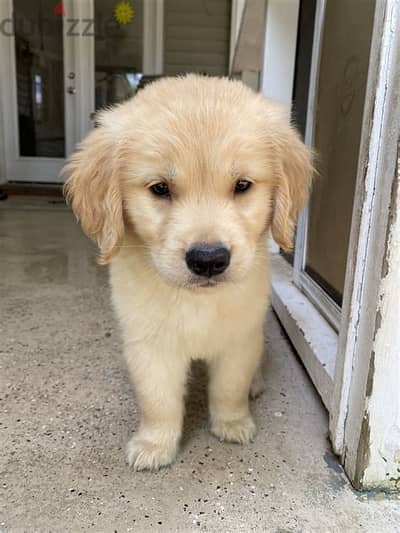 Whatsapp me +972553390216. Golden Retriever Puppies