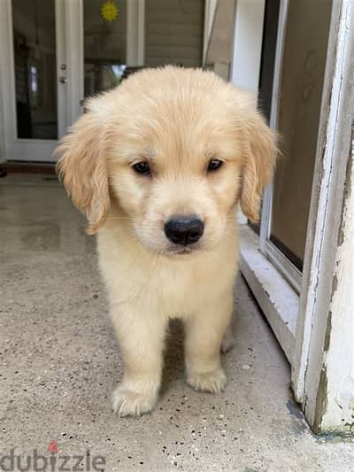 Whatsapp me +972553390216. Golden Retriever Puppies