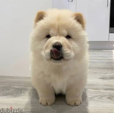 Chow Chow puppies// WhatsApp +97455792932