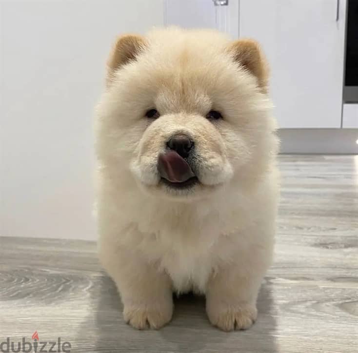 Chow Chow puppies// WhatsApp +97455792932 0