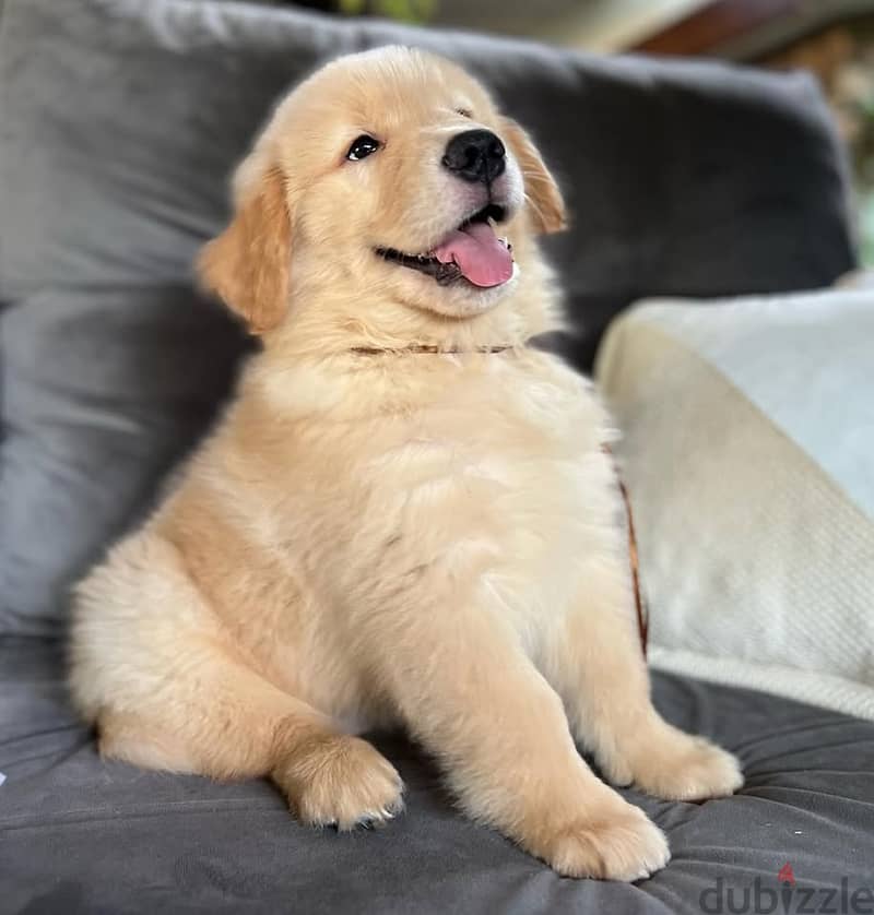 Golden Retriever// Whatsapp +971552543679 0