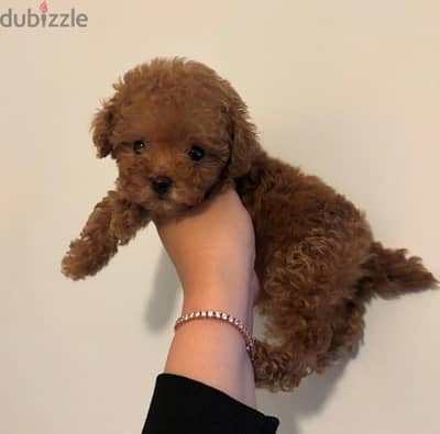 Mini poodle puppy for sale